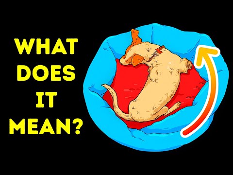 Video: Proč se psi pohybují v místech s jídlem?