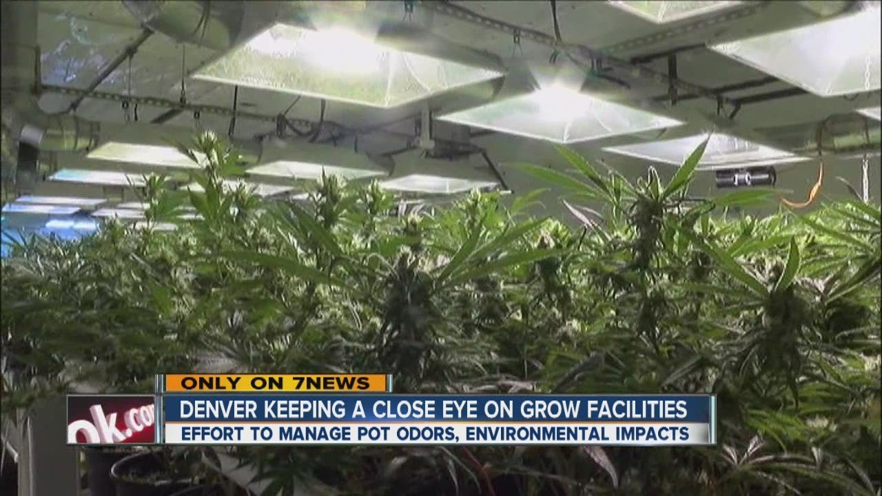 Inspectors keep an eye on pot grow facilities