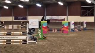 Drive Me Crazy Z (Dominator 2000 Z x Aerobic) training show- approved stallion