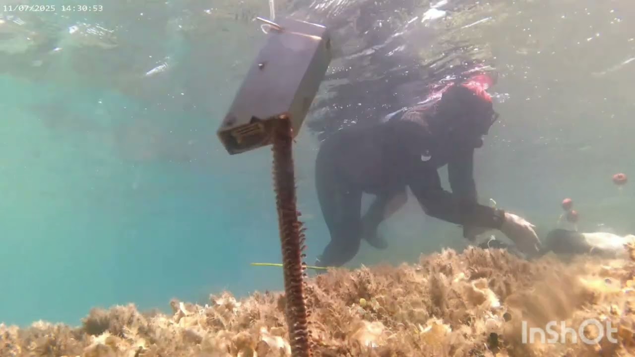 Δόλωμα Φαραώ  -  Δεν ξεφεύγει με τίποτα!