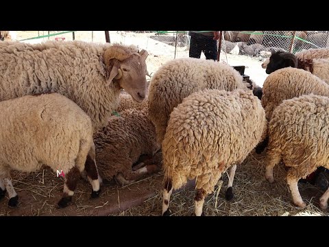 رحبة الغنم بسيدي حسين الفلاحة والتجار يتشكو من الإقبال الضعيف من نهار الأثنين مابعتش حتى علوش
