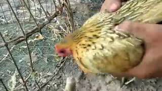 How To Catch A Big Python Using A Chicken And A Trap. Very Interesting To Watch.