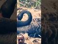 When the black swan lays many eggs #shorts #shortsfeed #animals #blackswan #animallovestory