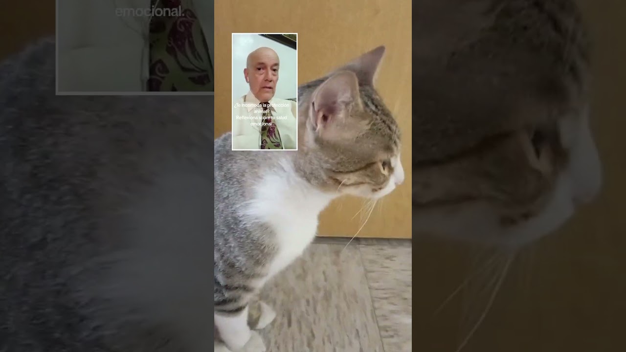 Respetemos A Los Animalitos. Duo con @gustavo.larios.ve #love #cat #reels #shorts #reels #viralvideo