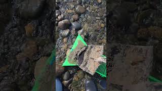 GOLDEN CHUTE #goldprospecting #goldsluice #gold #trending #HMO #HMOHobbyMinerOutlet #madeinusa