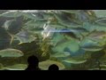 志摩マリンランドの海女１ の動画、YouTube動画。