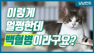 [묘한 진료실] #8 고양이도 백혈병이 있다는 거 아시나요?