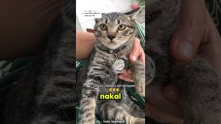 Download Lagu KUCING MUJAER KALO LAGI DINASEHATIN MP3