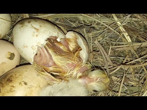 Video: Yumurtanın Mayalanması: Konsepsiya Təqviminin Xüsusiyyətləri