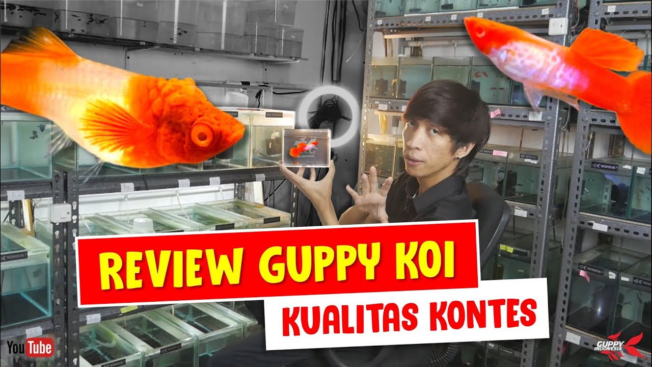 CIRI GUPPY KOI KUALITAS KONTES DAN KOLEKTOR
