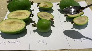 Feijoa variety taste test or pineapple guava