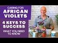 4 Key Tips for Growing Healthy African Violets | Easy Care Guide