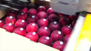 Produce Labelling: Sinclair, TL4 w VRS, Nectarines