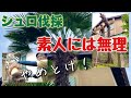 素人の9割が知らないシュロ伐採の難しさをプロが解説(有料級)