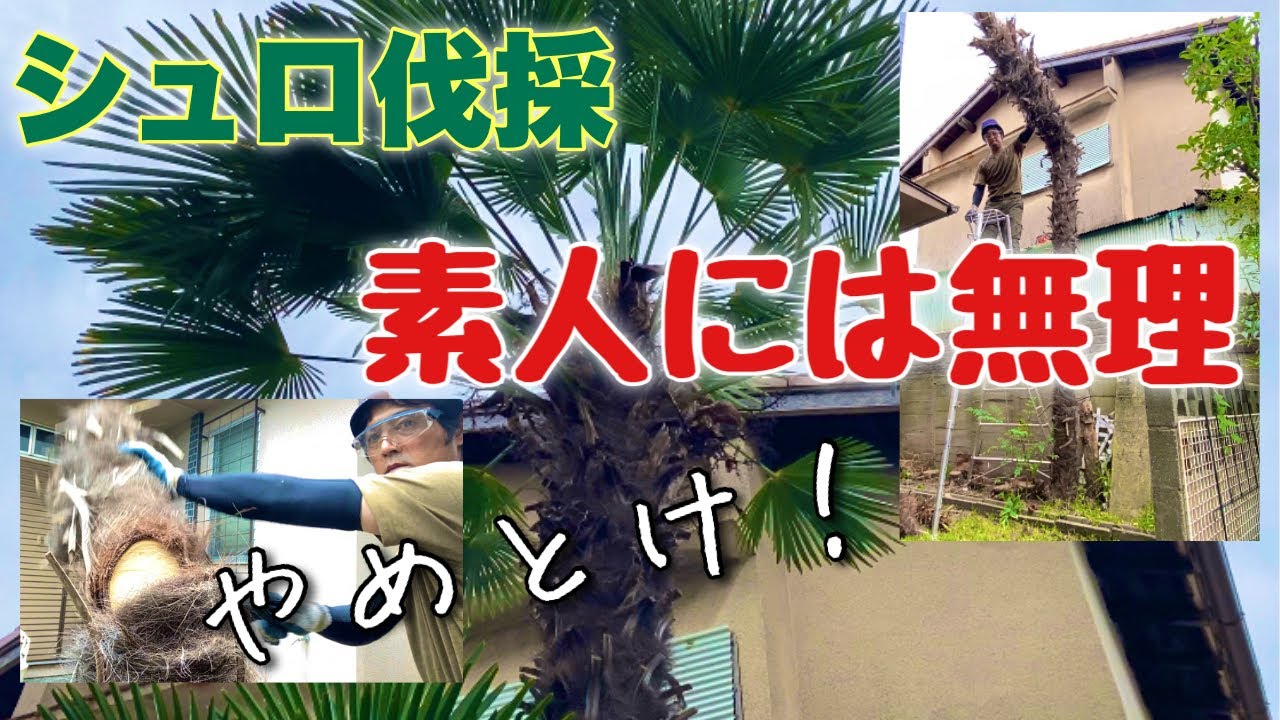 A professional explains the difficulty of palm tree cutting, which