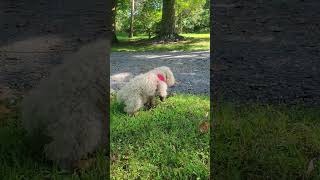 Bonjure Hello Caniche Enano Miniature Poodle