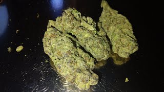 Gush mints strain-Review-🦉😎🍃💨💨