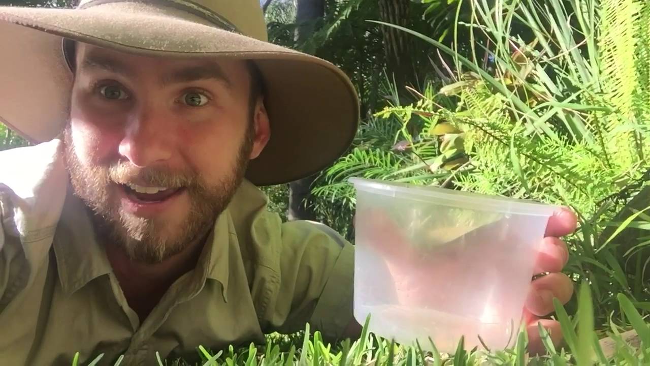australia แปลว่า Catching Bugs in your Backyard with Ranger Jamie