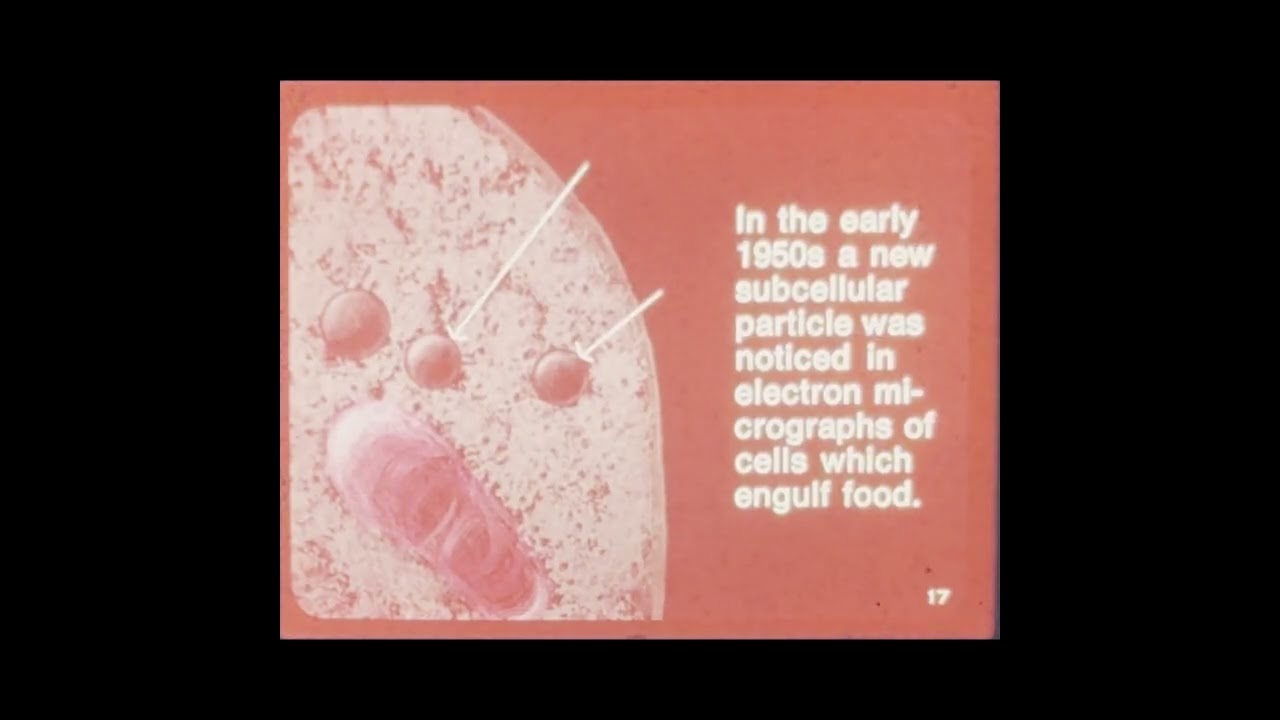 The Living Cell: Digestion (Ward's Natural Science Establishment, Inc., 1970)