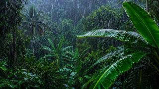 Melt Away Stress with the Gentle Sound of Rain on Forest Leaves | Rain Sounds for Better Sleep