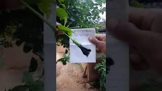 black hibiscus/kalo joba/kali gundal original flower test-1
