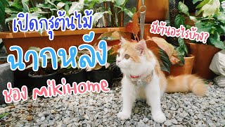 ต้นไม้ในฉากหลังของช่อง Mikihome ที่เห็นทุกคลิป มีต้นอะไรบ้าง? กรุแตกแล้ว