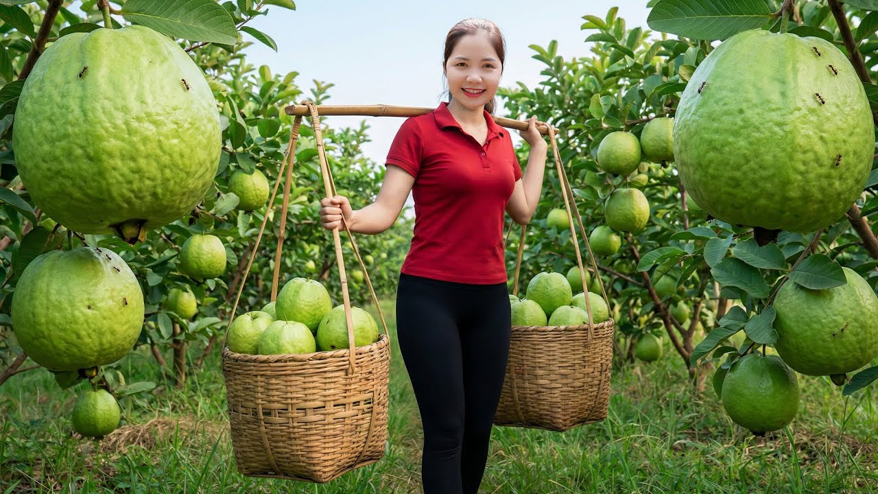 Harvesting 1000+ Sweet Seedless Guava with Daughter Go To Market Sell,Traditional Rice Noodle Recipe