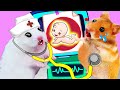 Hamster Pregnancy Baby Doctor Funny Situations In Hamster Stories