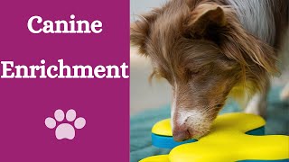 What is enrichment and why your dog needs it by Finn Paddy Dog Training 88 views 8 months ago 1 minute, 26 seconds