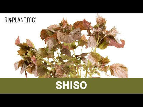 Video: Was ist ein Shiso-Kraut: Tipps für den Anbau von Perilla-Minze-Pflanzen