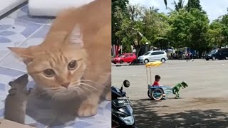 KUMPULAN VIDEO RANDOM KOCAK PART 7 | VIDEO LUCU BIKIN NGAKAK 