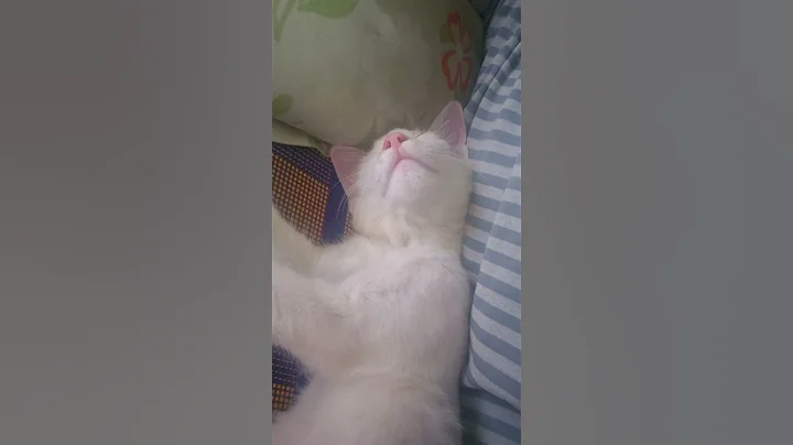 Video 9922941: cat bathing cute pets, cat bath funny pet, cute pets explore