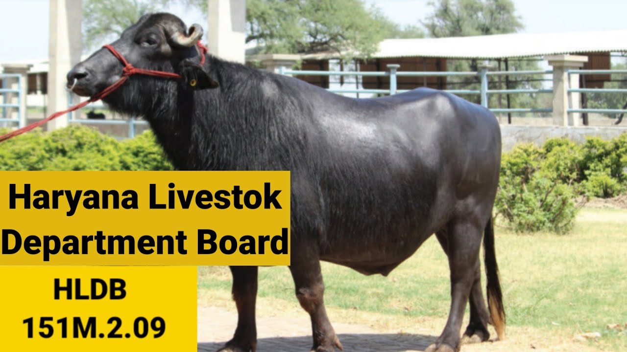 HLDB 151M Detail video 👍🏿🧐🐃👌🏾Milk 21+👑🤔