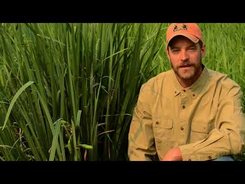 Video: Yellow Flag Iris Plants - Tips for Controlling Yellow Flag Iris In The Garden