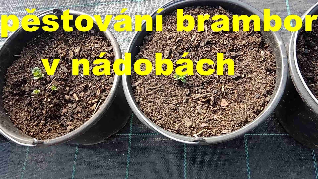 Pěstování brambor v nádobách