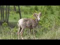 Using prescribed fire to restore bighorn sheep habitat in Kootenay National Park