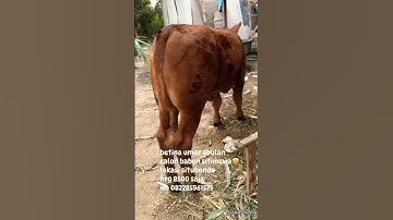 PEDETAN SUPER ‼️#sinaugendeng #shorts #viralvideo #pedetsuper #cow #animals