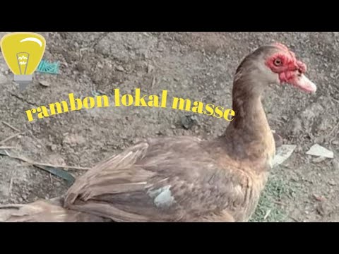 mentok rambon - YouTube