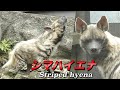 【ハイエナ】シマハイエナの生態〜アジアにも生息する「掃除屋」と呼ばれる動物〜(Striped hyena)