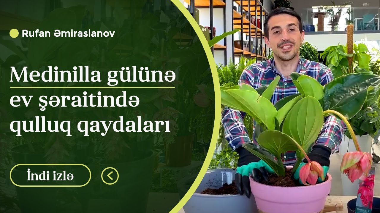 Medinilla Gülü ( El Arasında Mədinə Gülü ) #Medinilla
