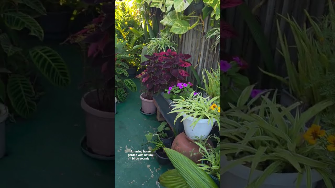 Australian bird sounds home garden. Get my FREE gift see description