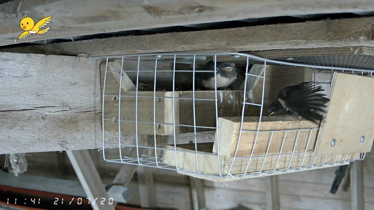 Barn Swallow nest 