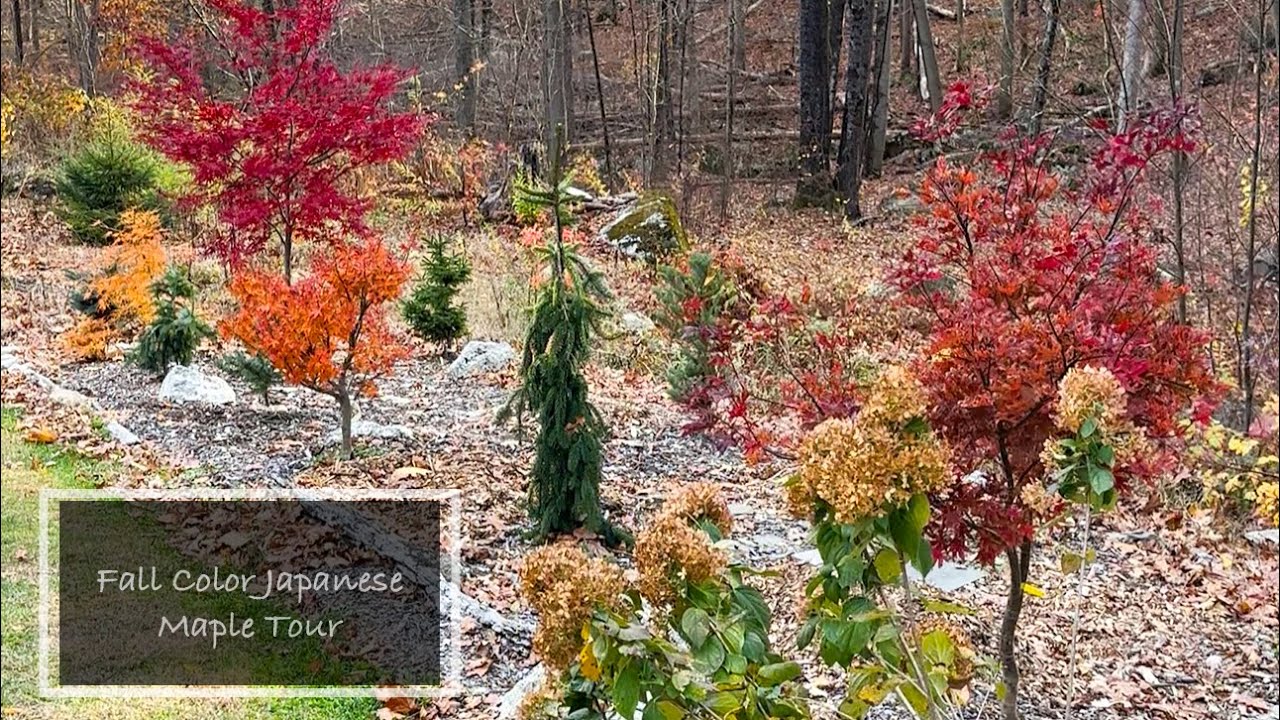 Japanese Maple fall color garden tour