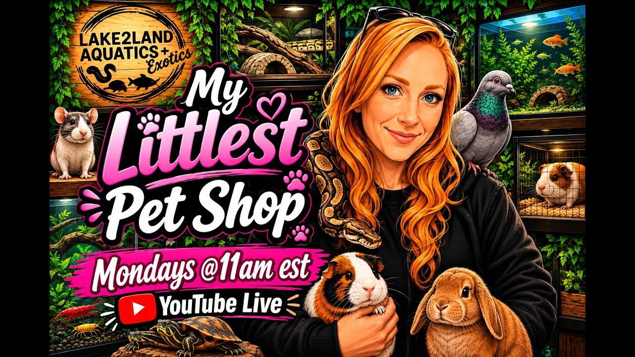 L2L Theme - My Littlest Pet Shop Show coming soon @11am est, Every MONDAY!!!!