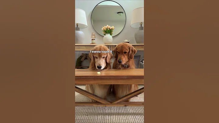 Leaving my dogs alone with cheese...