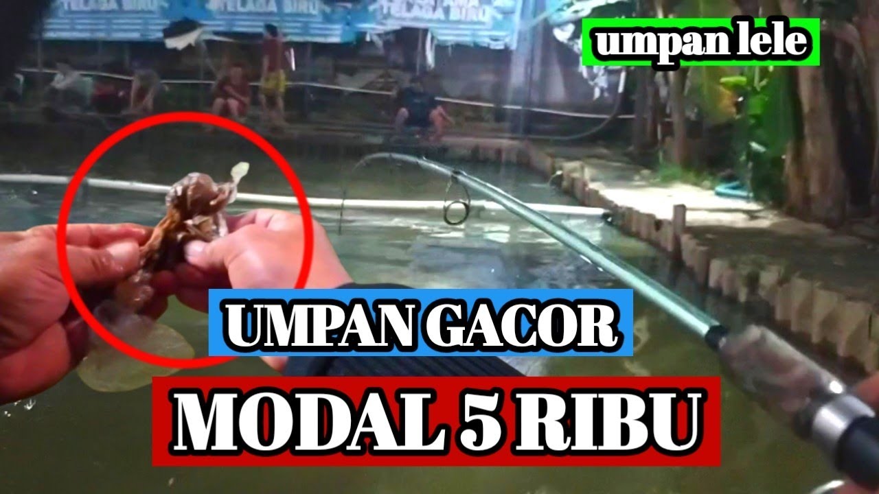 umpan totalan lele galatama ‼️ UMPAN  PALING MURAH PALING GACOR