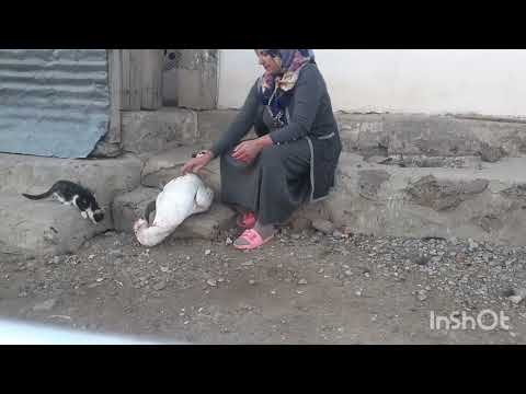 GOOSE SLAUGHGERİNG KAZ KESİM SEZONUMUZ BAŞLADISATDIKLARIMIZI EŞIM KESECEK#kars #keşfetbeniöneçıkar