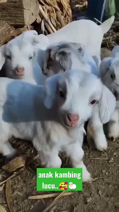 suara anak kambing lucu