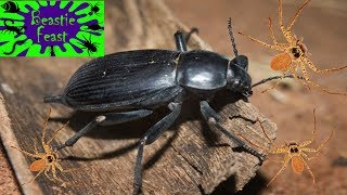 Egyptian blaps beetle + huntsman spiders by Monster Bug Wars - Official Channel 48,448 views 5 years ago 7 minutes, 5 seconds