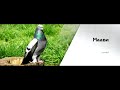 ОКРАСЫ ТУРЕЦКОИ ТАКЛЫ / МАСТИ / PIGEONS / TAUBE